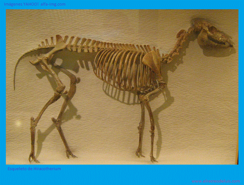 esqueleto de hyracotherium (174K)