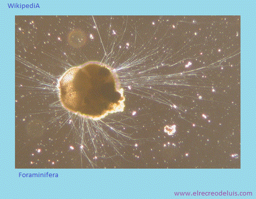 foraminifera (66K)