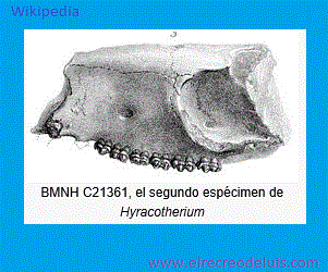 hyracotherium 1, BMNH C21361 (23K)