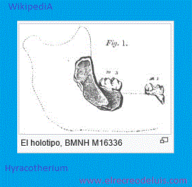 hyracotherium 1, holotipo (16K)