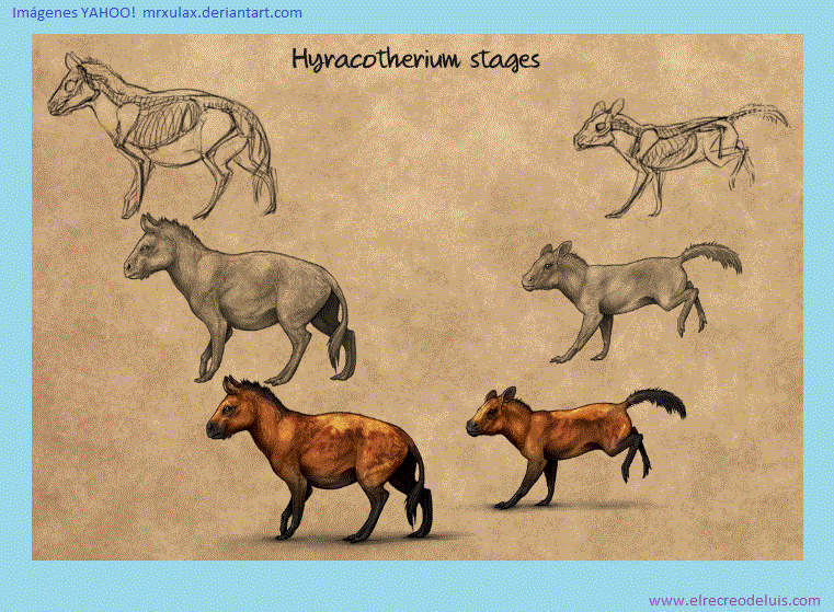 hyracotherium evolucion (136K)