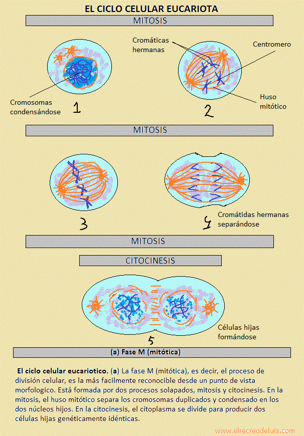 el ciclo celular eucariota (165K)