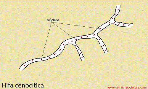 hifa cenocitica (41K)