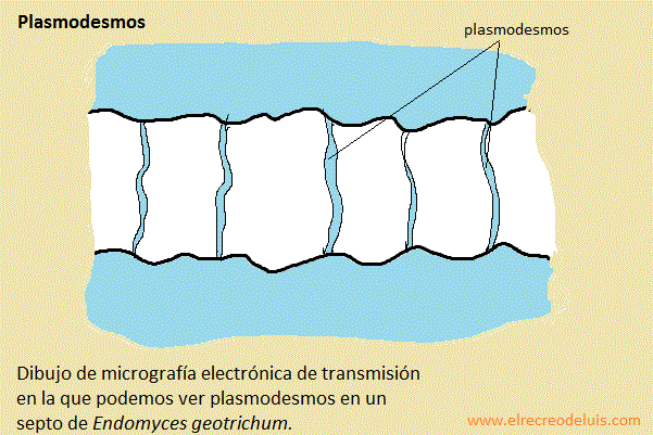 plasmodesmos (53K)