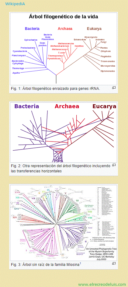 arboles filogeneticos (98K)