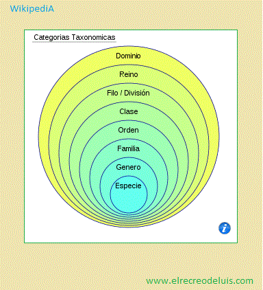 categorias taxonomicas wikipedia en circulos (44K)