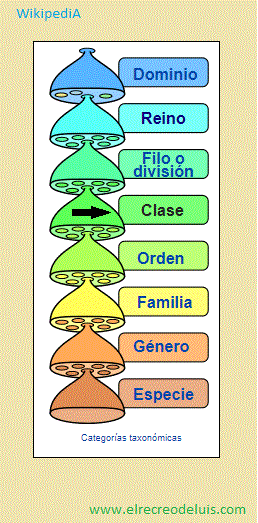 clase categorias taxonomicas (41K)