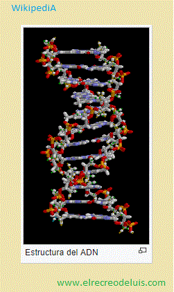 estructura del ADN (29K)