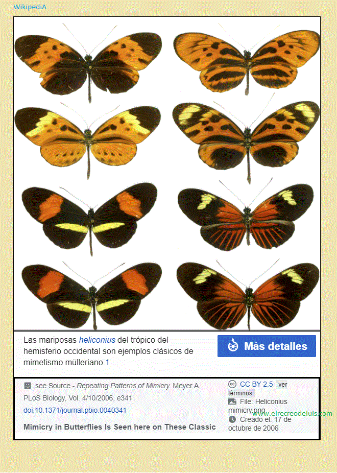 mariposas heliconius (167K)