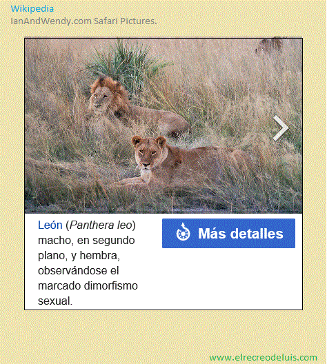 Panthera leo (87K)