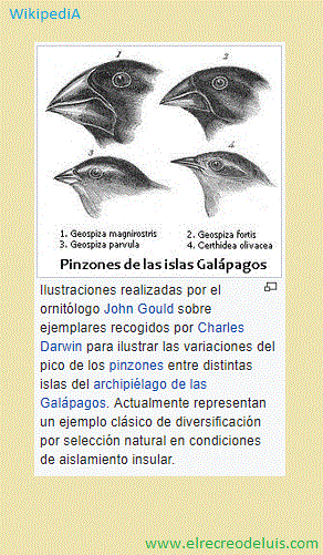 pinzones de las islas galapagos (49K)