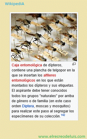 caja entomologica (56K)