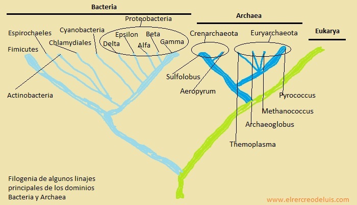 filogenia de algunos linajes principales de los dominios bacteria y archaea (72K)