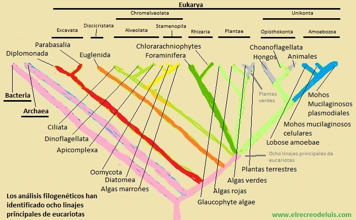 los analisis filogeneticos han identificado ocho linajes principales de eucariotas (120K)