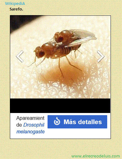 Drosophila melanogaste (63K)