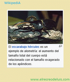 alometria escarabajo hercules (37K)