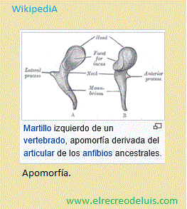 apomorfia 1 (22K)