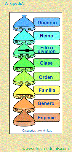 division categorias taxonomicas (39K)