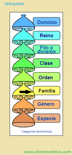 familia categorias taxonomicas (39K)