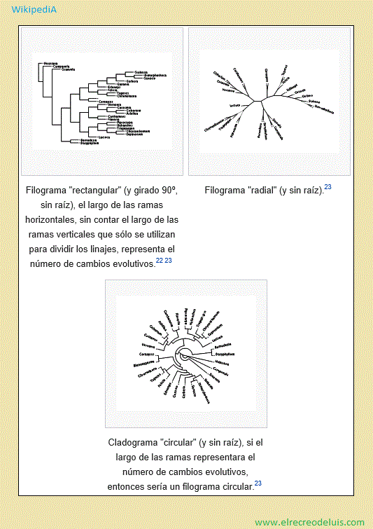 filogramas y cladogramas (62K)
