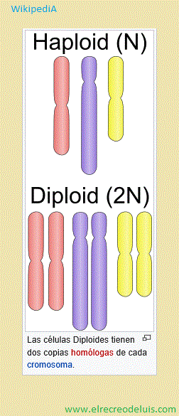 haploidia y diploidia (44K)