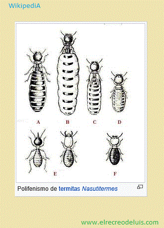 polifenismo de termitas (41K)