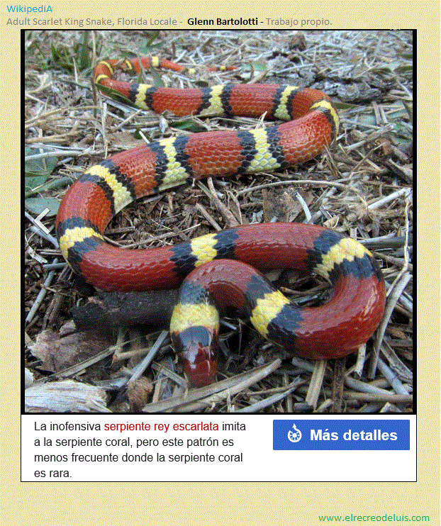 serpiente rey escarlata (210K)